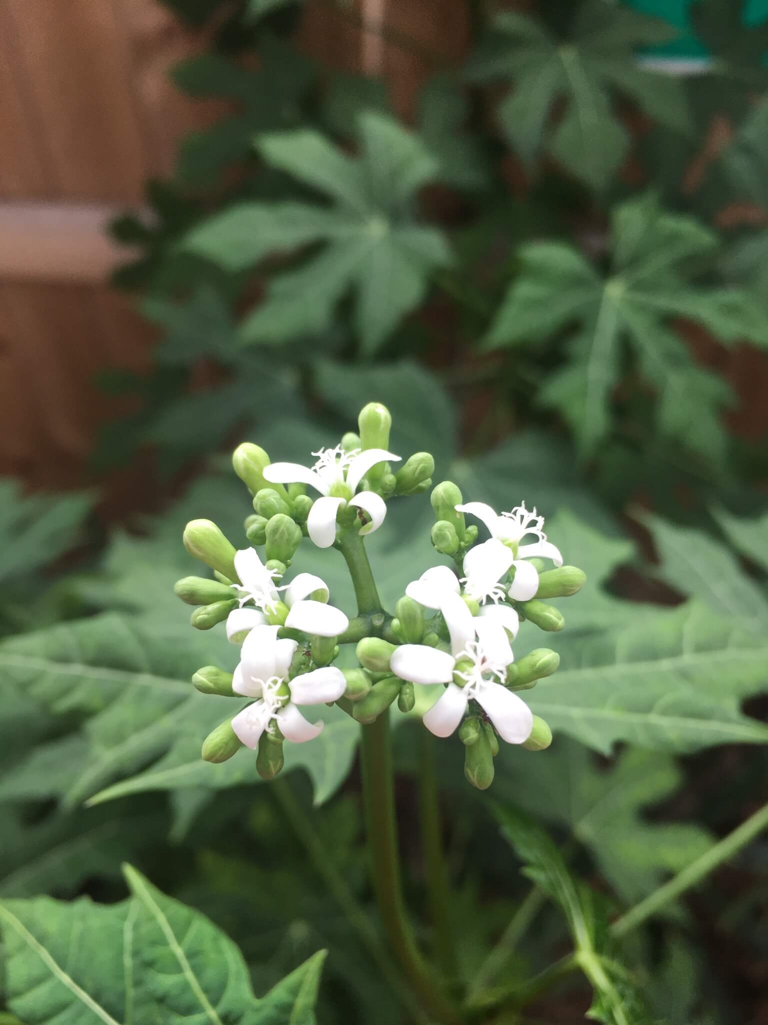 Cnidoscolus aconitifolius  